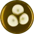 Aspergillus stella-maris growing on MEAOX plate