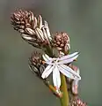 The flower of the Asphodelus aestivus