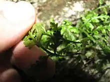 A leaf of Asplenium montanum held curled to show linear brown sori underneath