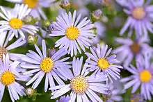 Asters