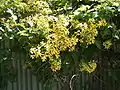 Growing on a fence