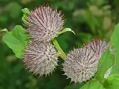 Inflorescence