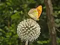 Inflorescence of Echinops sphaerocephalus pollinated by a butterfly