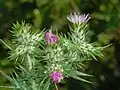 Flowerheads of Galactites tomentosus