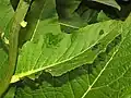 Leaves of  Rhaponticum scariosum
