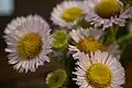 Close-up of flowers