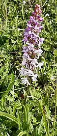 Chalk fragrant orchid