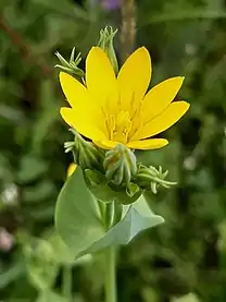 Yellow-wort