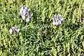 Field milk-vetch