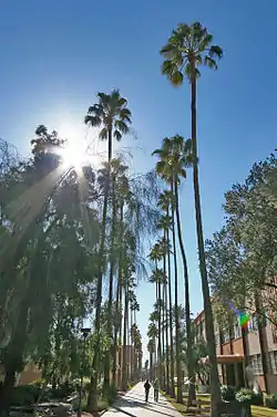 The Palm Walk is the main pathway through the campus.