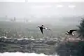 Black-winged Stilts in flight