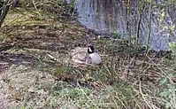 Nesting in Wales