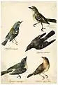 Ornithological Studies of Five Birds, Watercolor