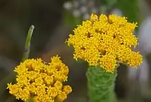 Close up, showing the flowers of Athanasia quinquedentata