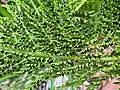 Athyrium distentifolium ssp. americanum lower surface of leaf