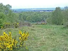 View over uneven country from high ground. In the nearground is some Gorse, inevitably in flower.  Down the slope in the midground are the crowns of many trees, in shades of light green.  Hazily seen in the far distance the plain between Scunthorpe and Doncaster appears dark blue.
