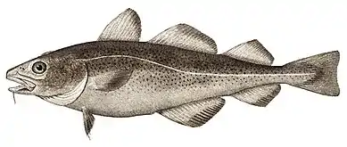 Atlantic cod are usually found between 150 and 200 metres, they are omnivorous and feed on invertebrates and fish, including young cod.