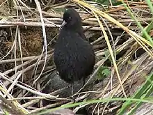  A small black rail stands upright in front of grasses