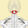 Shape and position of atlas (shown in red), from above. The skull is shown in semi-transparent.