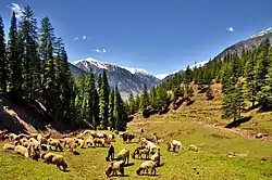 Swat Valley