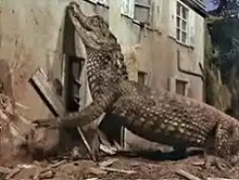 A monstrously over-sized alligator presses itself against the outside of a dilapidated house.
