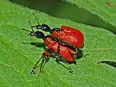 Mating couple of Apoderus coryli