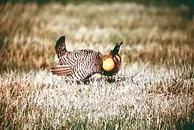 An Attwater's prairie chicken