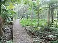Koala Glade trail