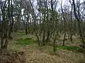 Silver birch and Scots pine woodland bordering Auchentiber moss.