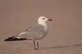 Andouin's gull