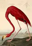 American flamingo(Phoenicopterus ruber)