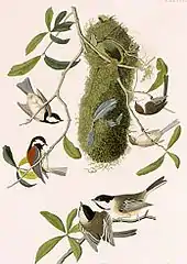 Three Paridae species(Clockwise from top right: Psaltriparus minimus, Parus atricapillus, Parus rufescens)