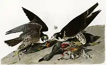 Peregrine falcon(Falco peregrinus)
