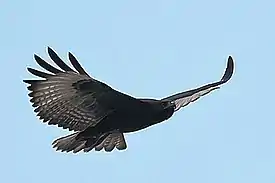 in flight near Kisoro, Uganda