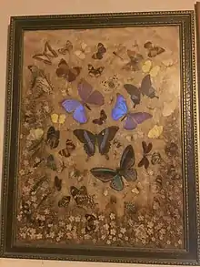 Mounted butterfly picture