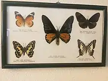 Mounted butterflies