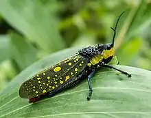 Spotted grasshopper, Aularches miliaris, defends itself with toxic foam and warning colours.