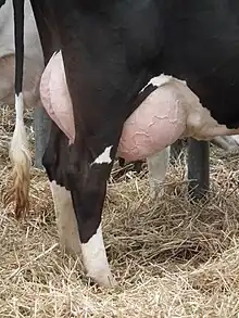 Udders of a Holstein cow.