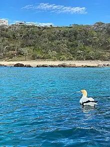 An Australiasian Gannet on the surface of the water in Coolum, Queensland, Australia
