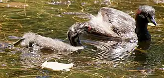 Adult with juvenile