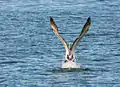 Australian pelican taking off in Blackwattle Bay, Sydney New South Wales