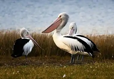 Group of three Australian pelicans roosting