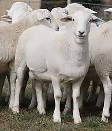 a group of white sheep