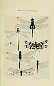 1. Tramea loewii from Australian Insects 1907