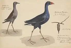 "Study of Australian wetland birds", 1854. Image courtesy of State Library Victoria