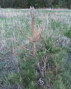 An Austrian pine partially eaten by sawflies.
