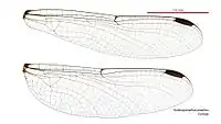Female wings