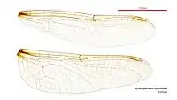 Female Austrosynthemis cyanitincta wings