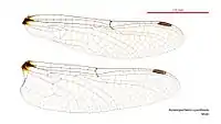 Male Austrosynthemis cyanitincta wings