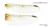 Photo of female wings